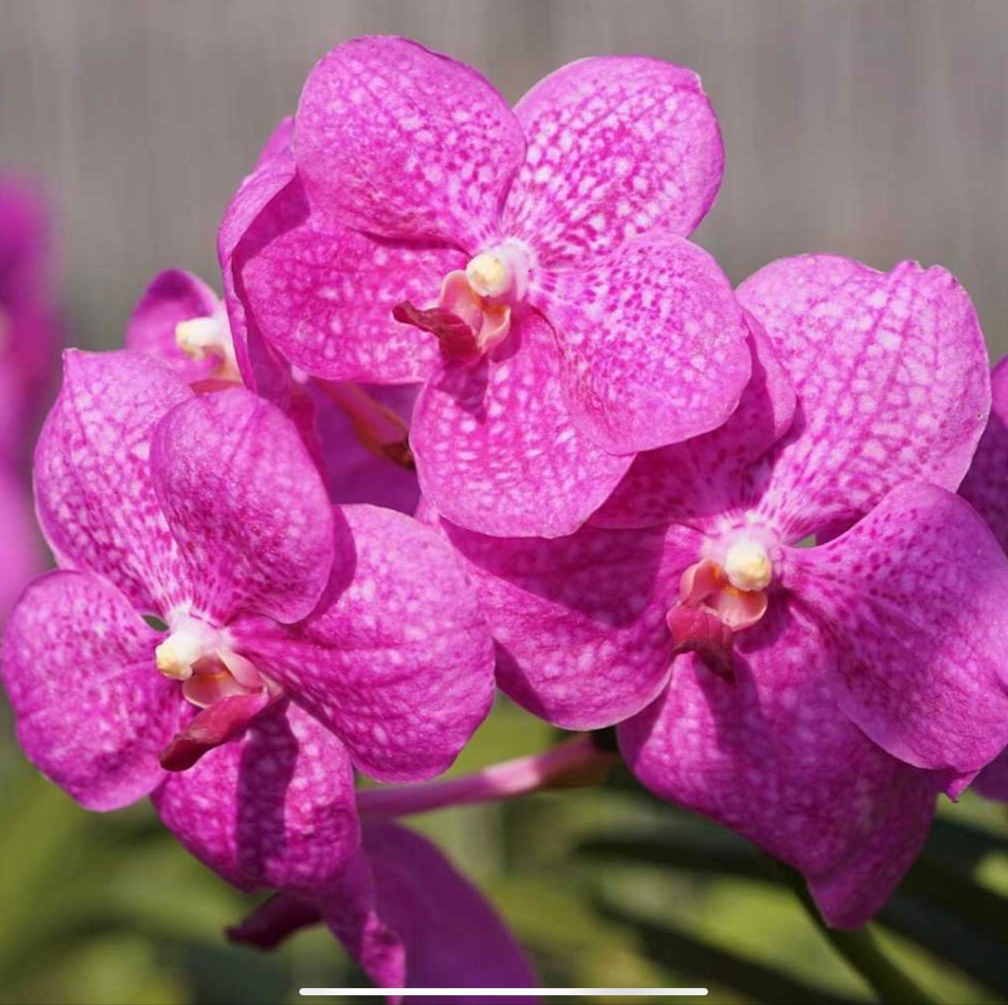 Strawberry Milkshake