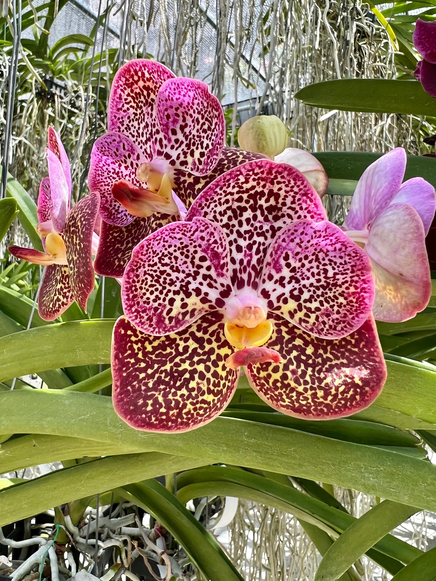 Luna Rosa *In Spike In Bloom*