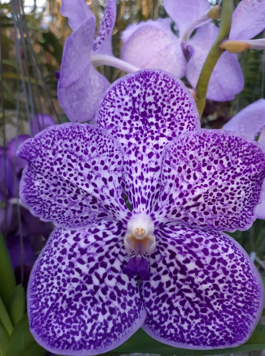 Dragonfruit *BIG FLOWERS*