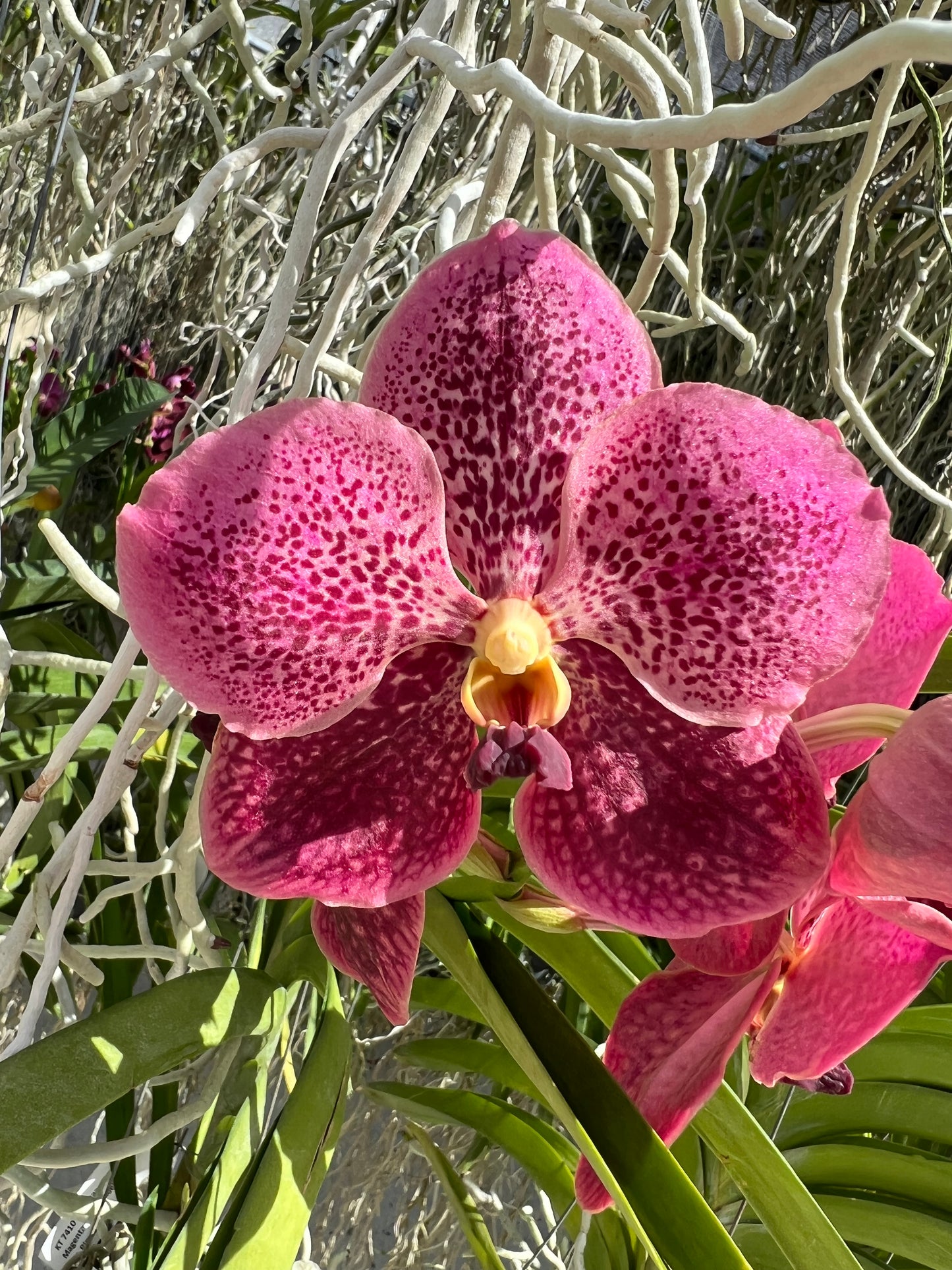Flamingo *BIG flowers BIG plant*