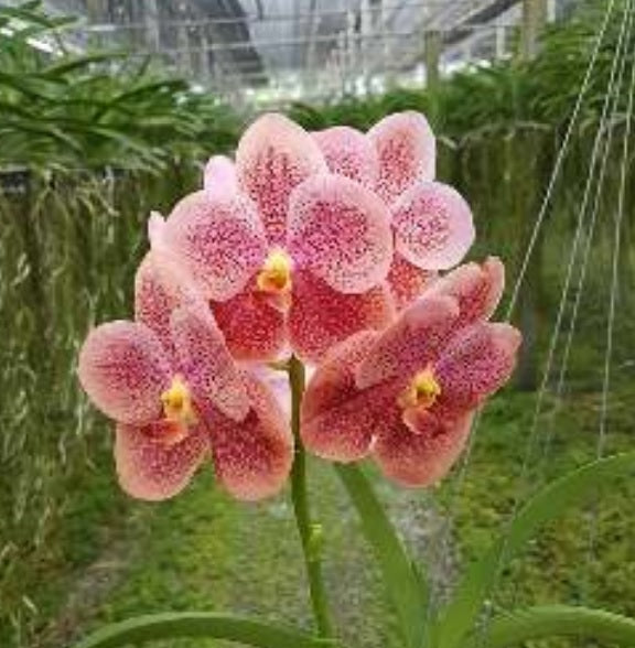 Strawberry Shortcake *Sold Out*