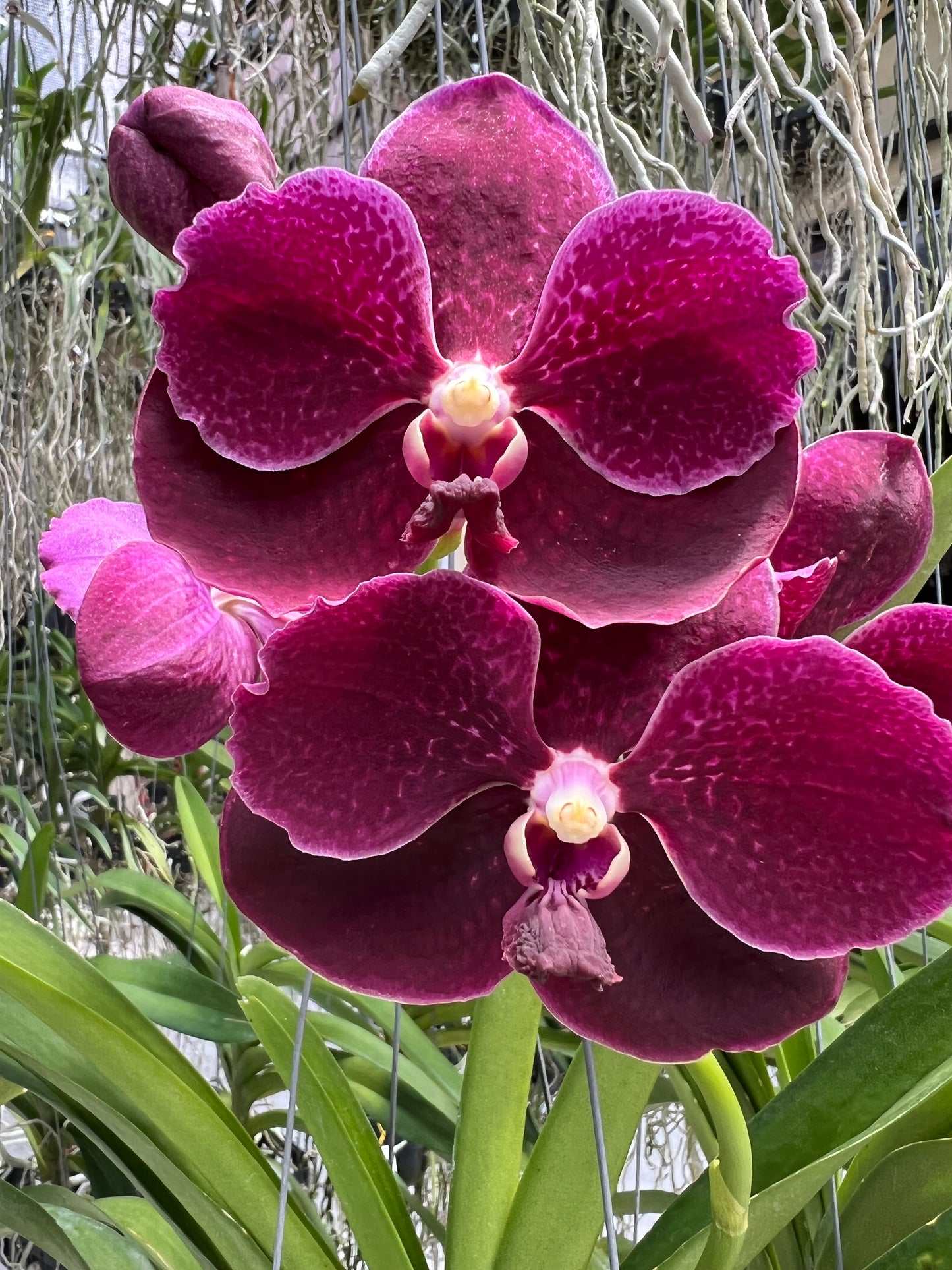 Maraschino *In Spike In Bloom*