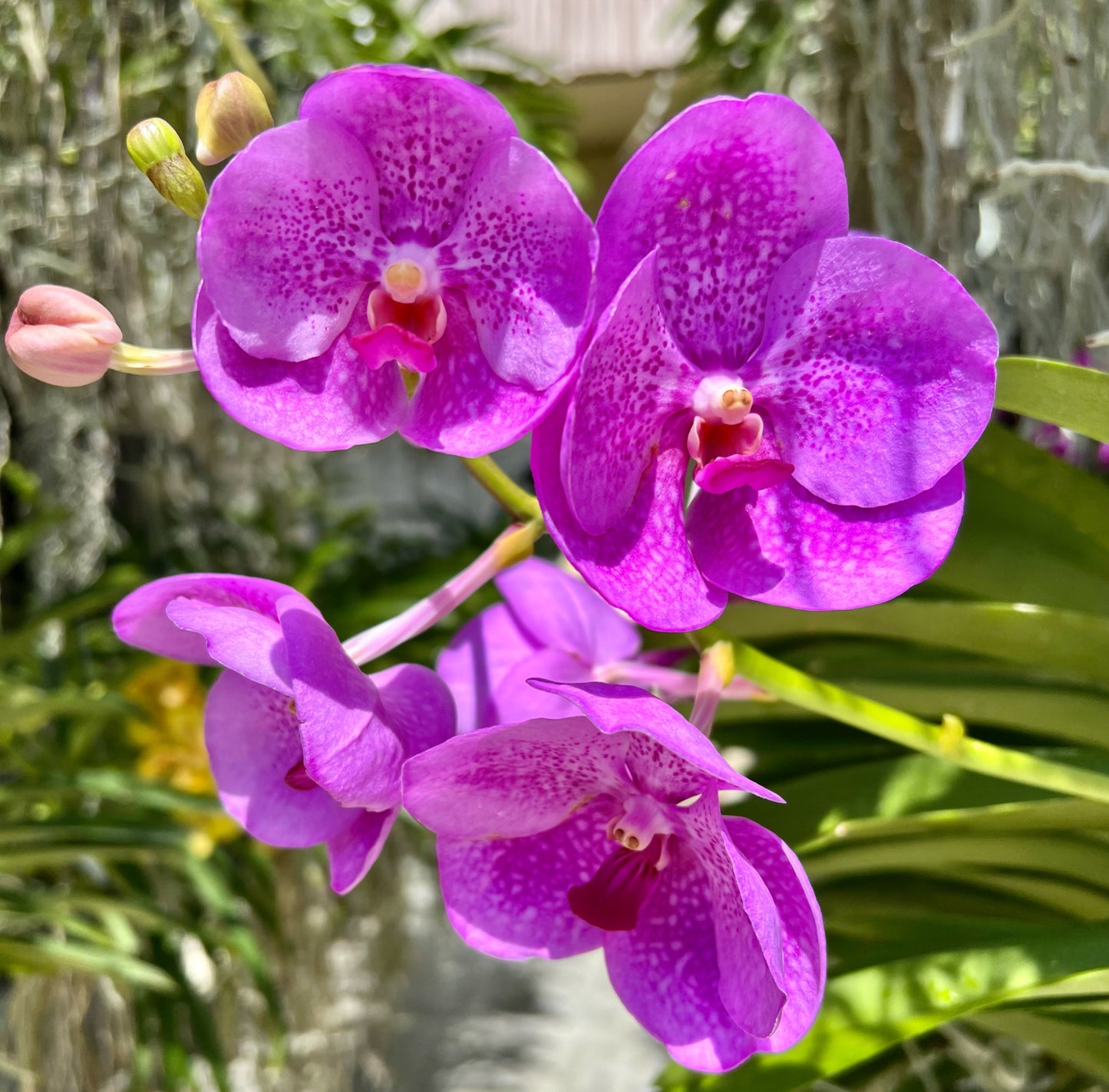 Juliet *In Spike In Bloom*