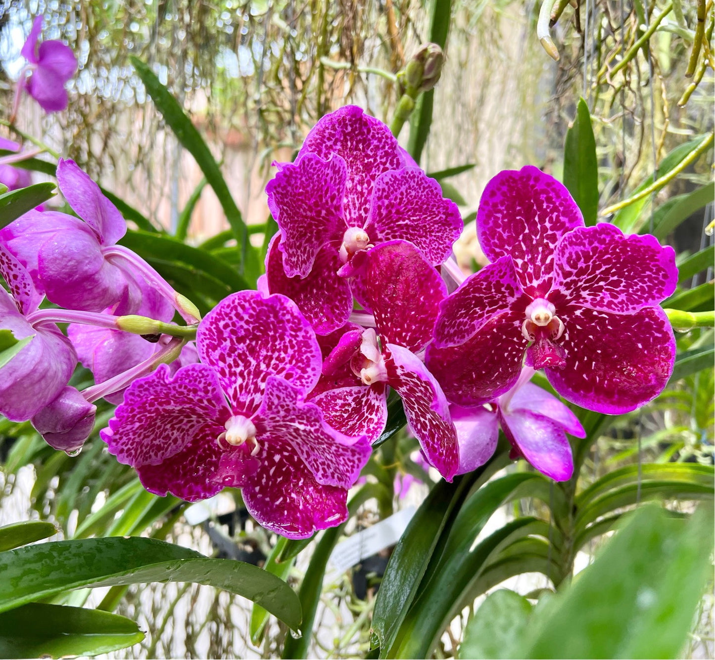 Blueberry Scone *BIG flowers BIG plant*