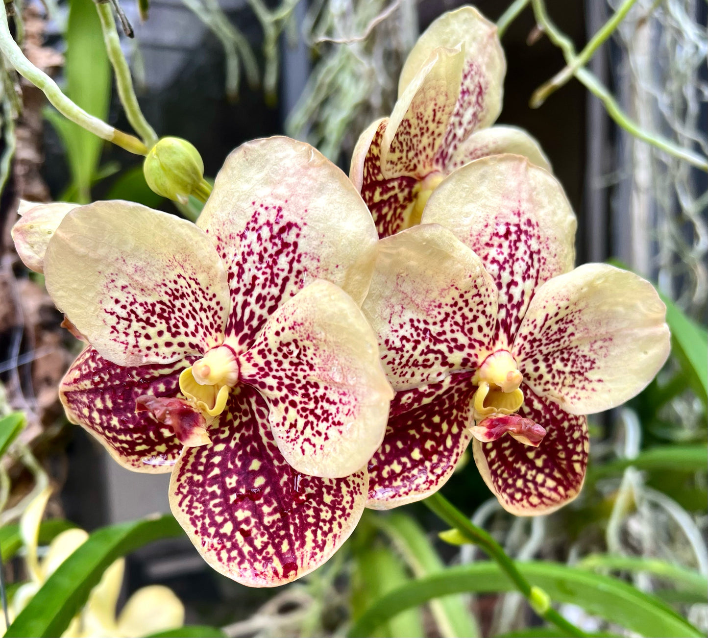 Rum Raisin *In Spike In Bloom*