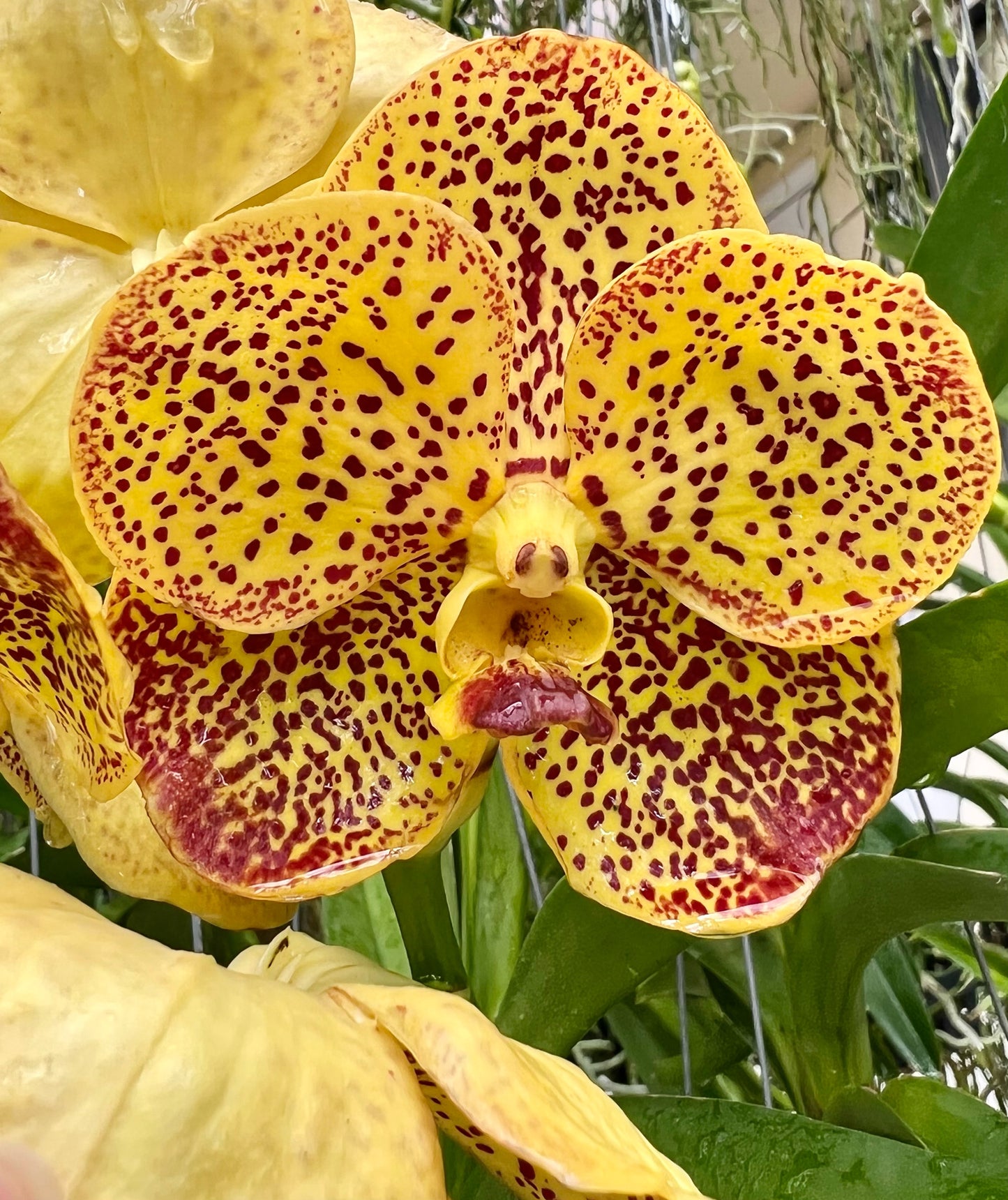 Honeycomb *In Spike In Bloom*