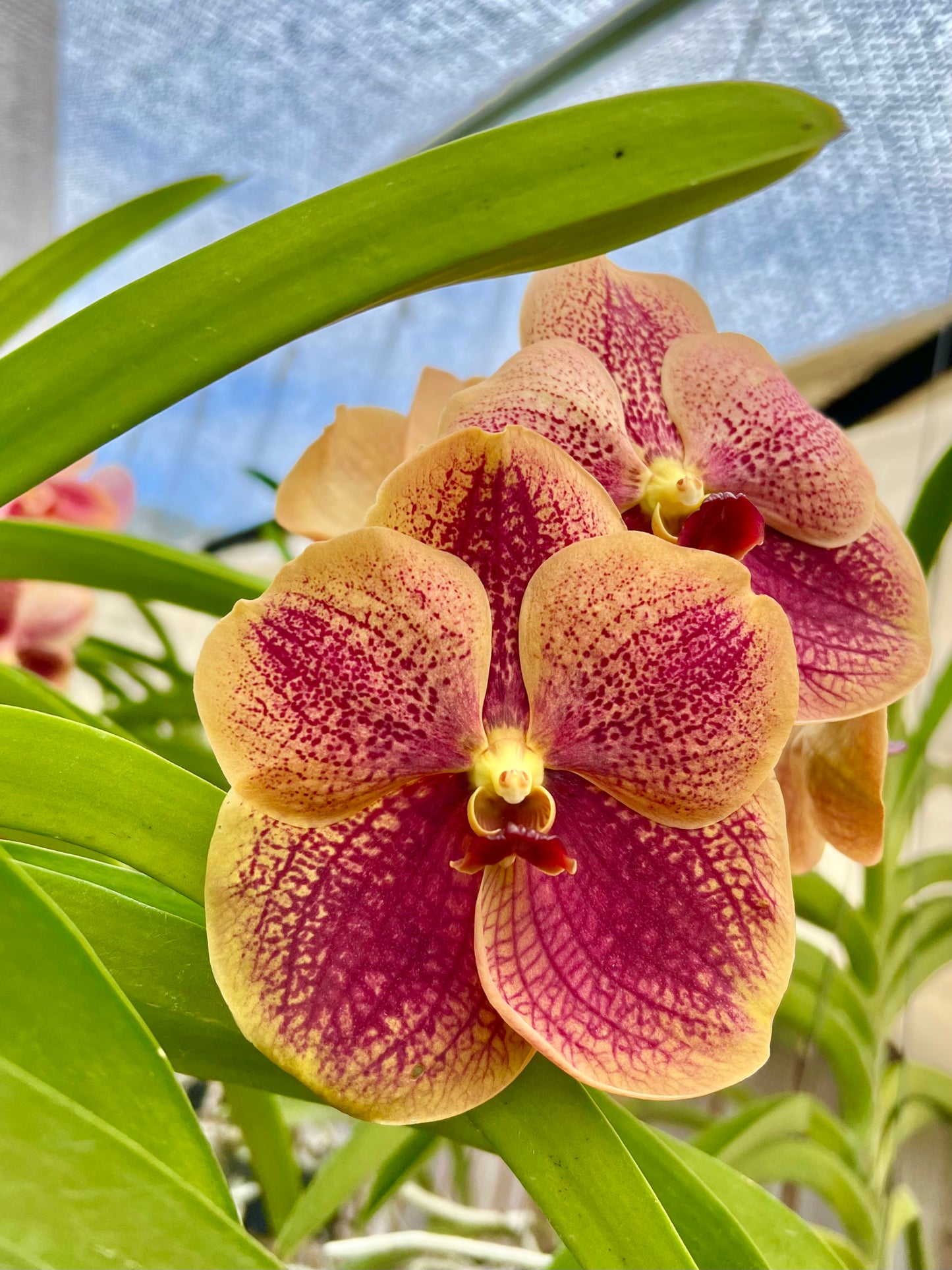 Lemoncello *In Spike*