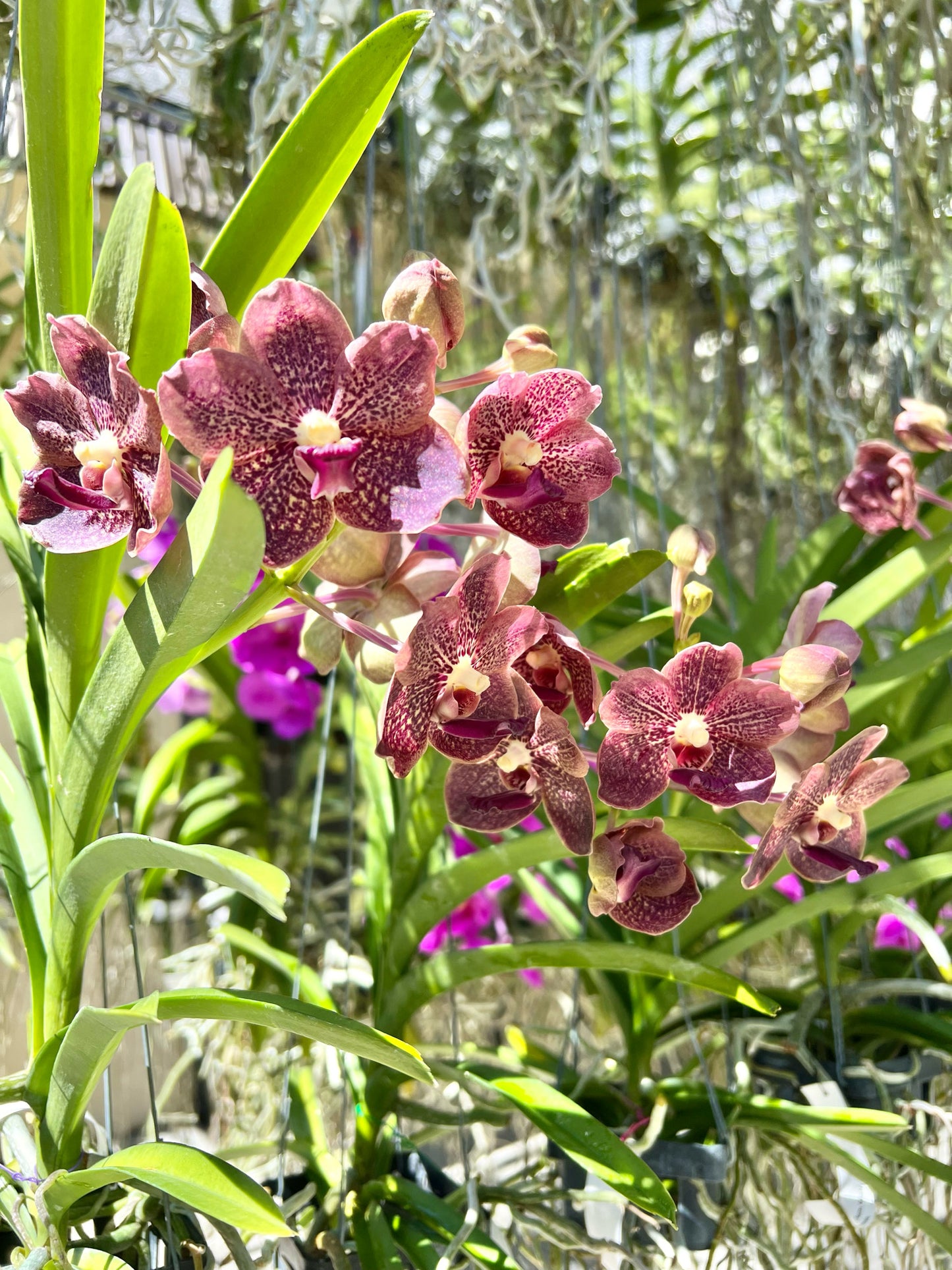 Cosmos *In Spike In Bloom*
