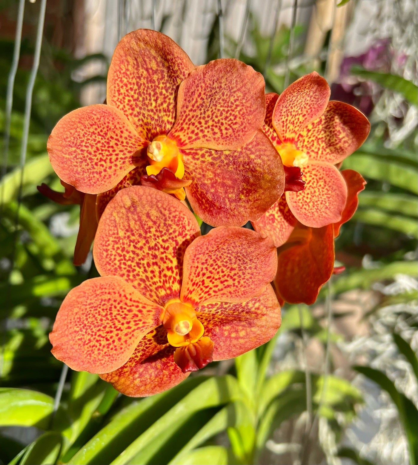 Sunburst *In Spike In Bloom*