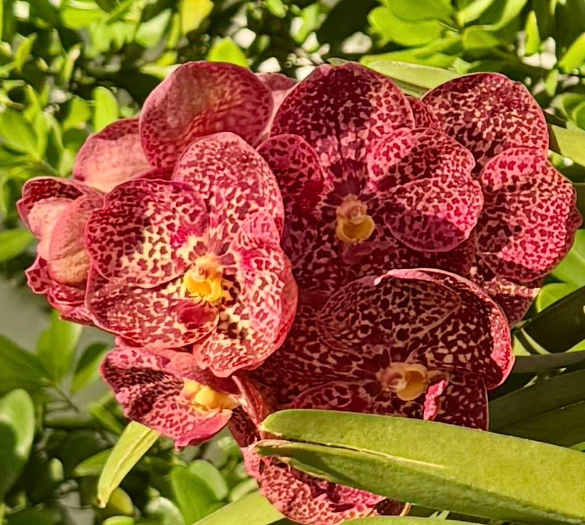 Fire Leopard – Vanda Veranda