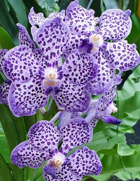 Padron Azul *Fragrant