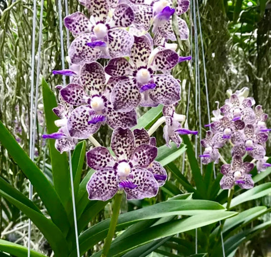 Dragon Egg *Fragrant