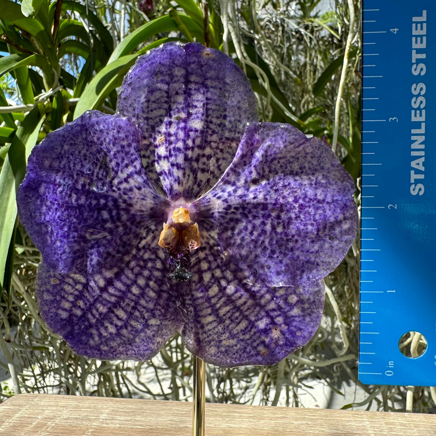 Purple Vanda Orchid Necklace