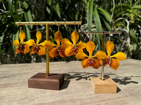 Sunset Vanda mv tannins Orchid earrings