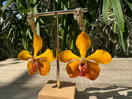 Sunset Vanda mv tannins Orchid earrings