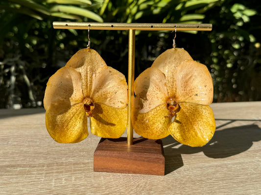 Two Tone White Yellow Vanda Orchid earrings