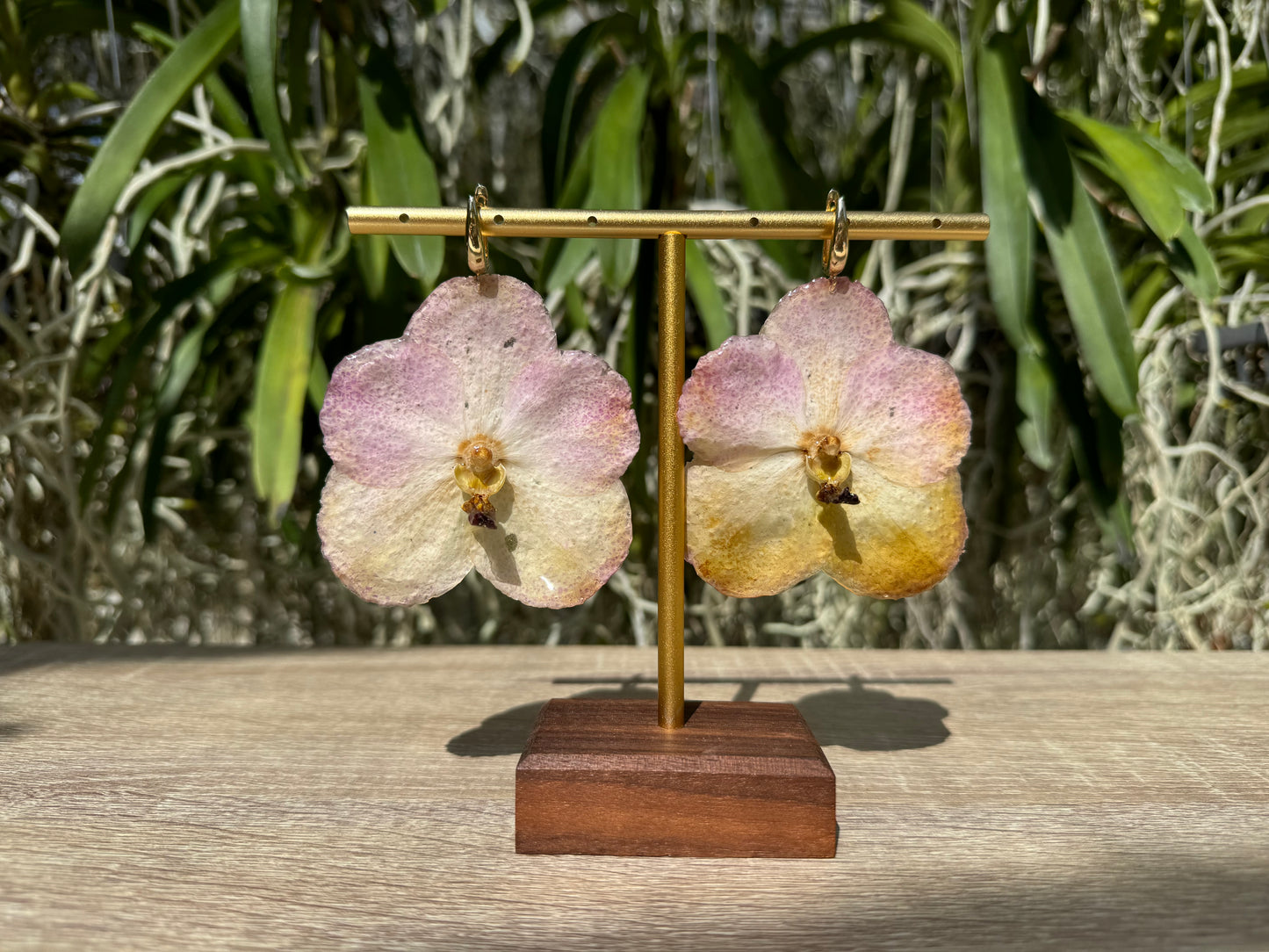Sunset Vanda two tone Orchid earrings