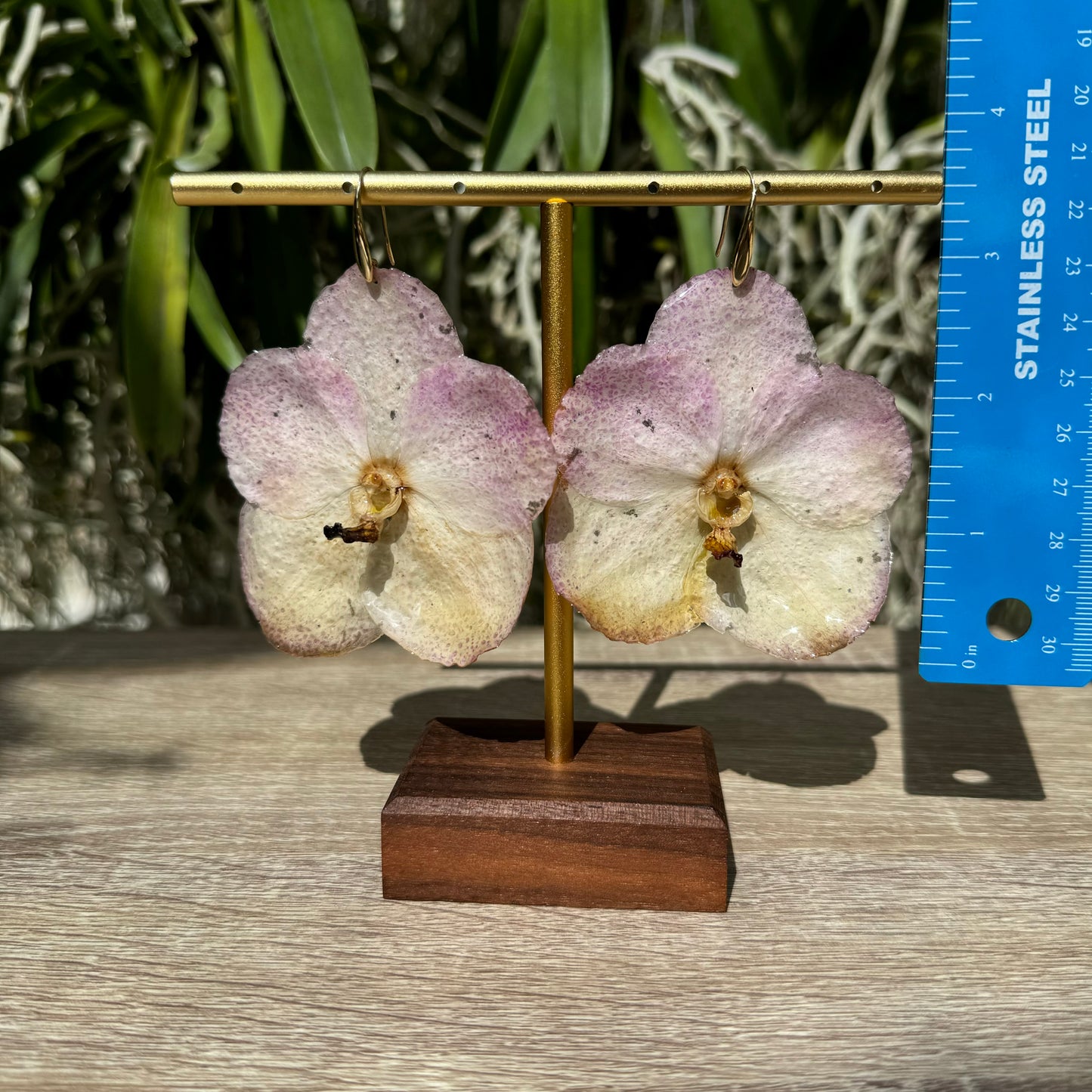 Sunset Vanda two tone Orchid earrings