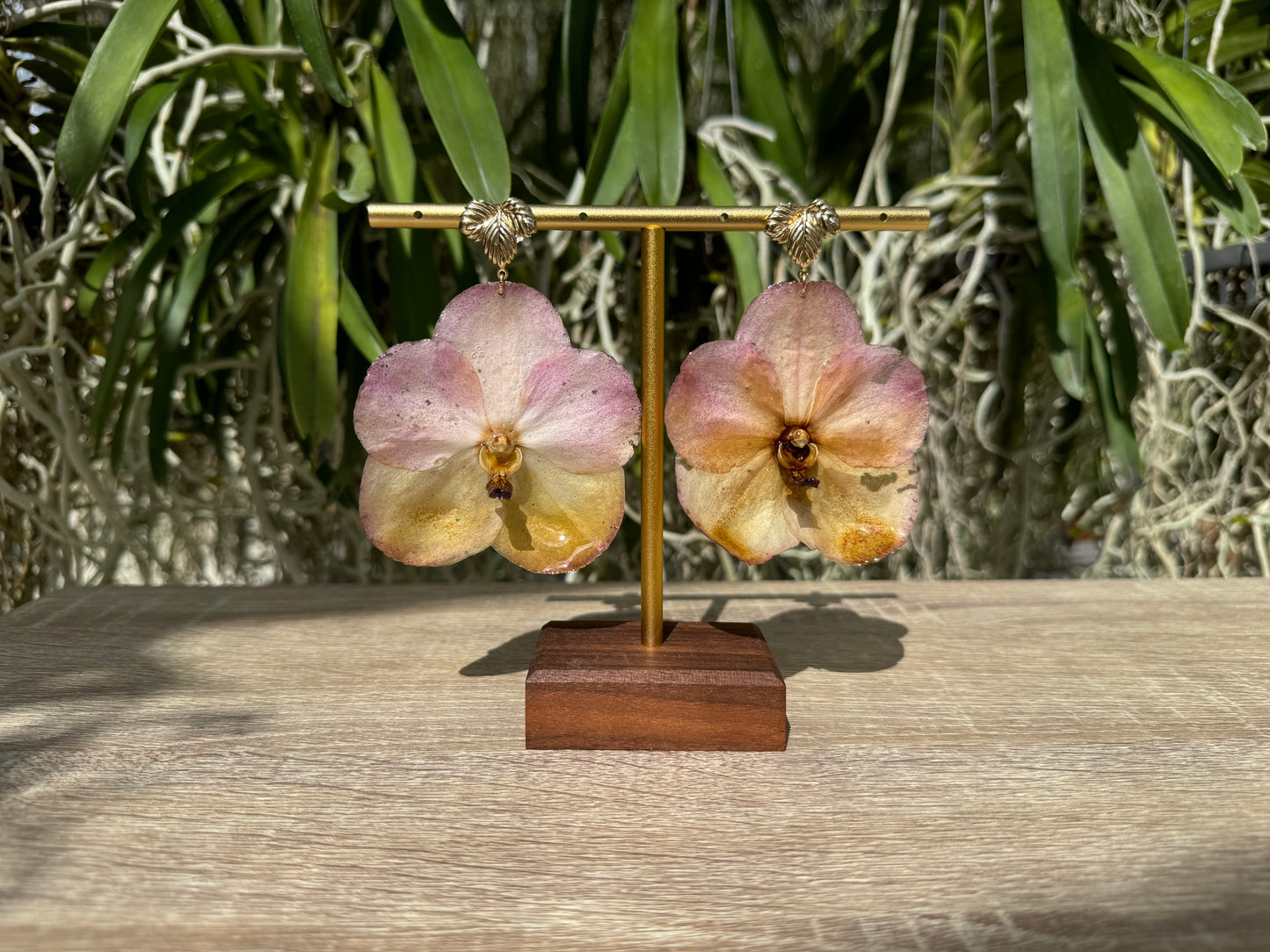 Sunset Vanda two tone Orchid earrings