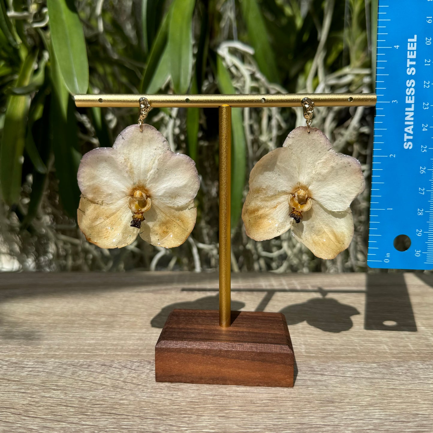 Sunset Vanda two tone Orchid earrings