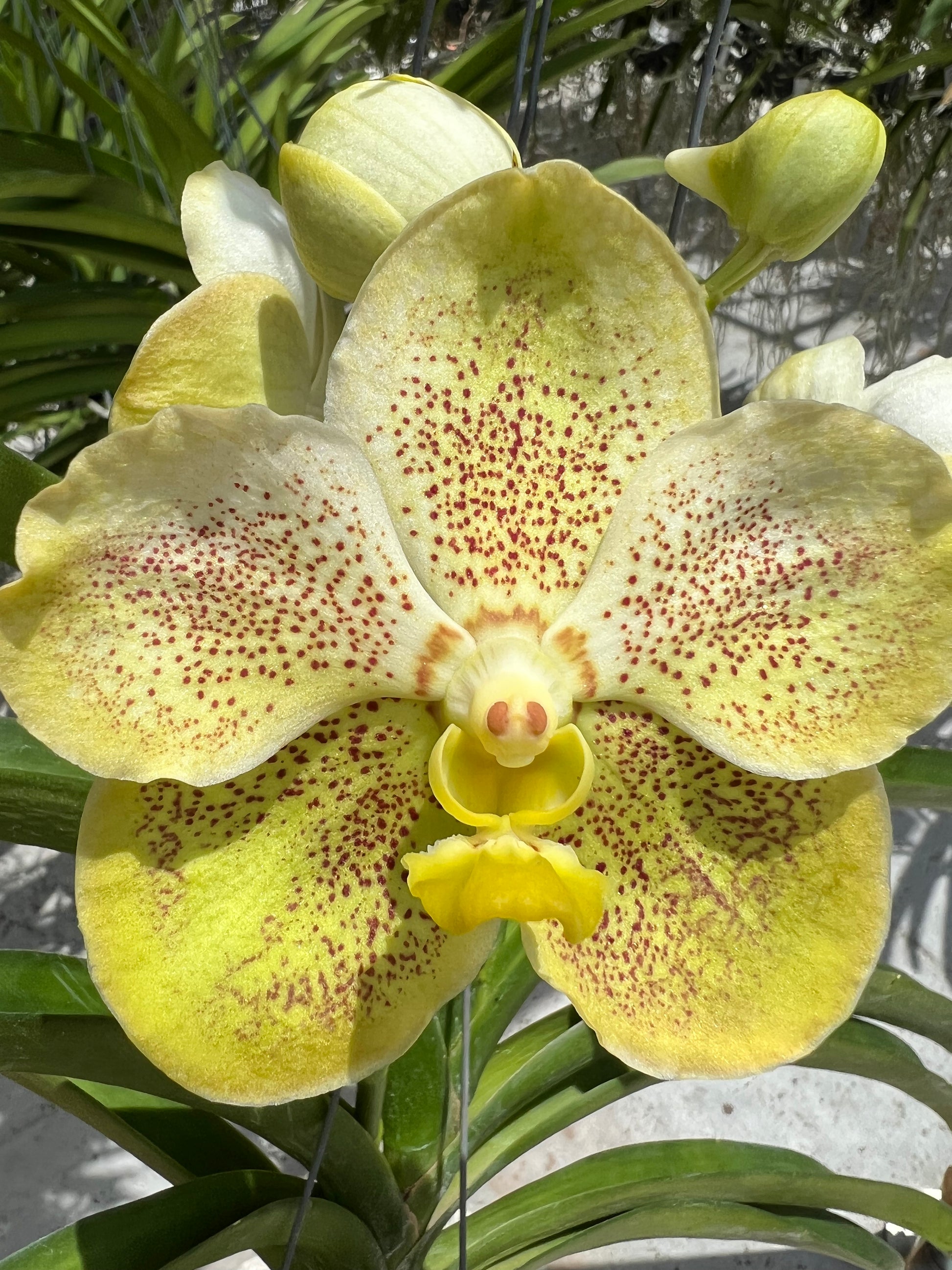 lemon meringue vanda veranda yellow orchid